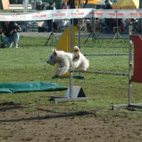 Randa Agility Team (61)