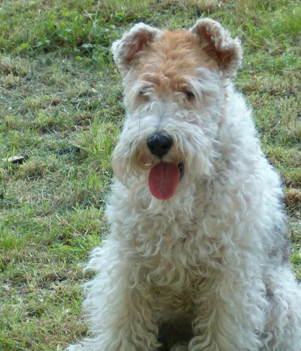 Randa Agility Team (50)