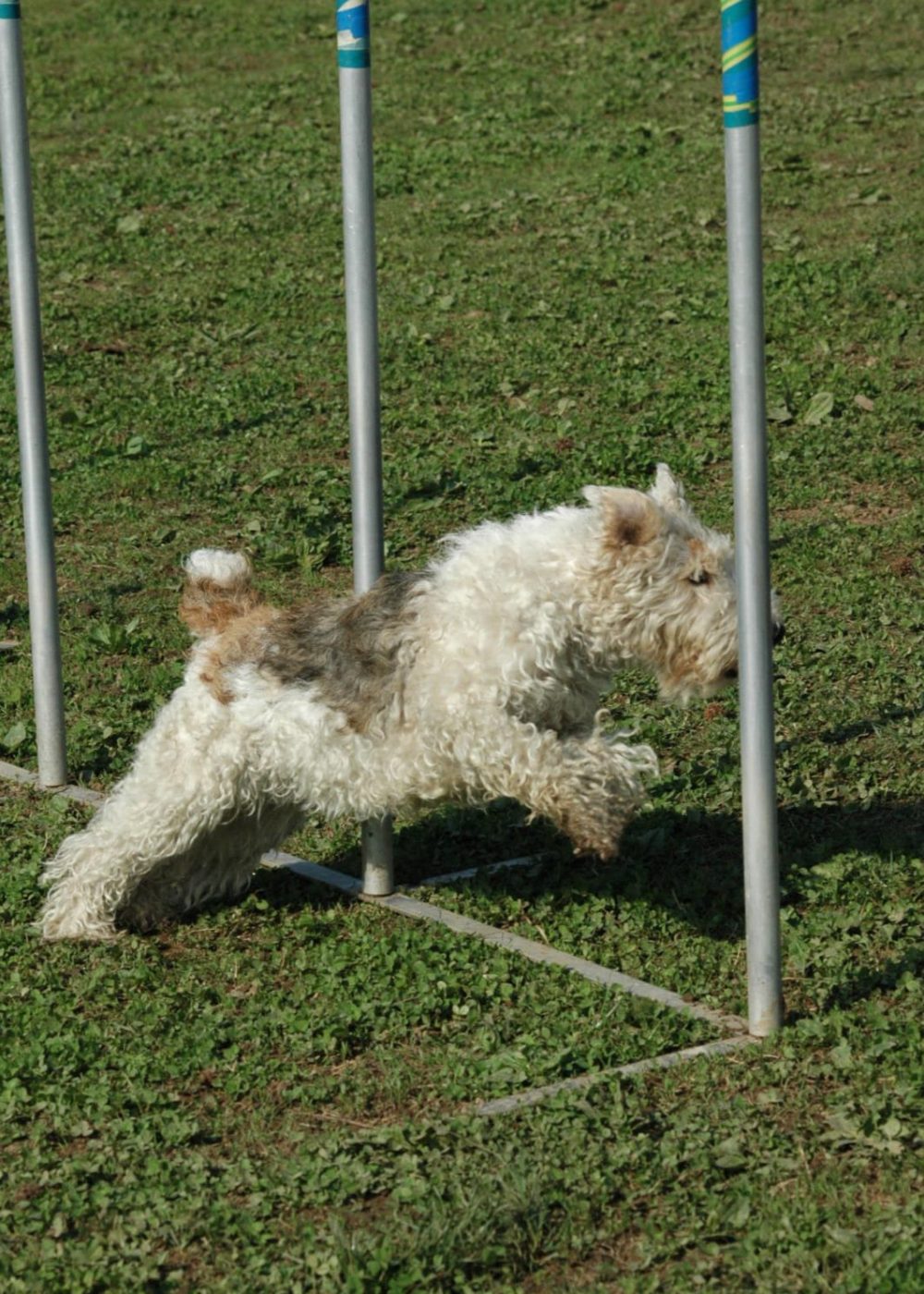 Randa Agility Team (56)